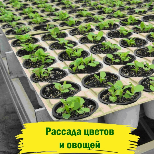 Рассада цветов и овощей
